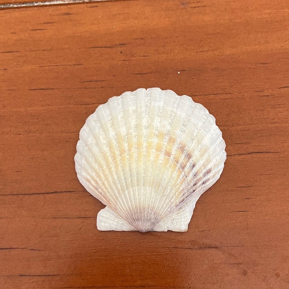 Shell